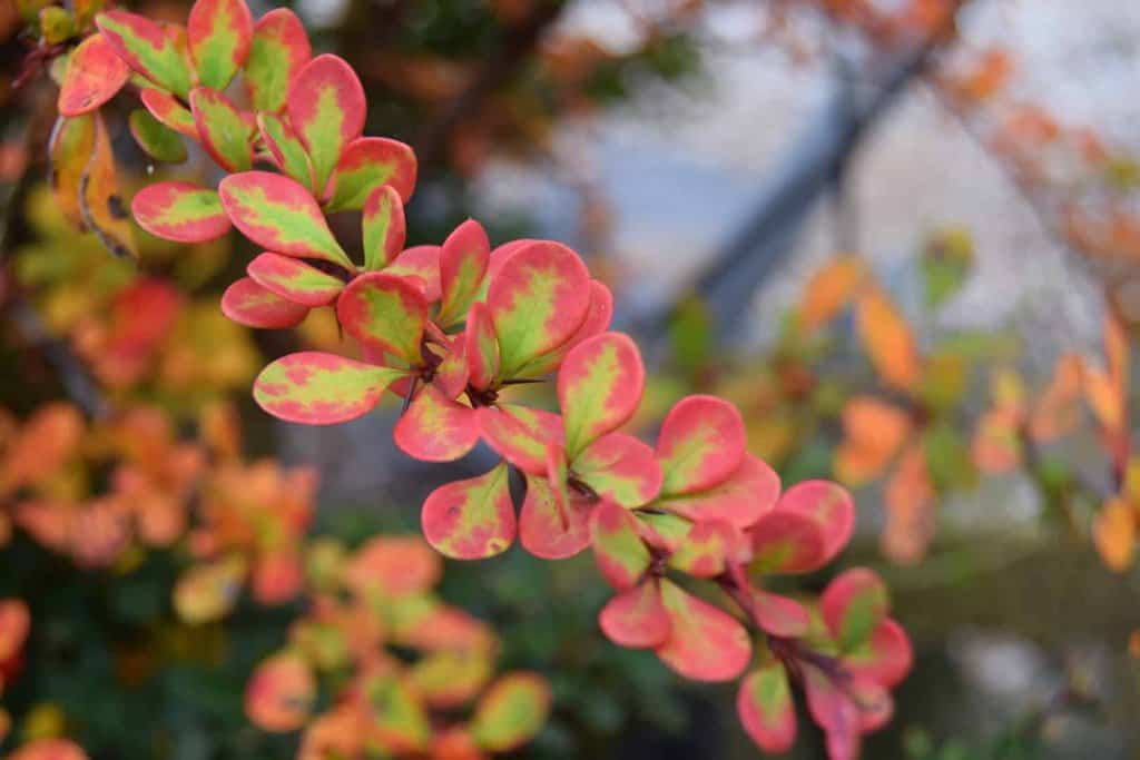 Berberis thunbergii 30-40 cm